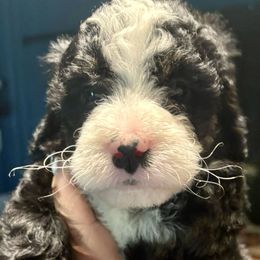 Orange girl tri - Tri-color female Bernedoodle puppy in Lake, Michigan from 3 King Doodles & Poodles