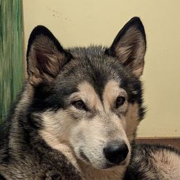 Zsa zsa - Alaskan Malamute