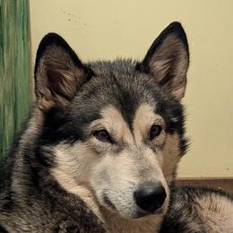 Zsa zsa - Alaskan Malamute