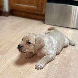 Ginny - Yellow Labrador Retriever puppy in Eugene, Oregon from LakeHouse Labrador Retriever LLC