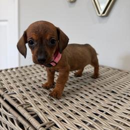 Pinky - Sable female Dachshund puppy in Modesto, California from Raws Doxies