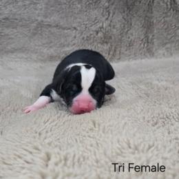 Tri Female - Black and tan female Pembroke Welsh Corgi puppy in Tenino, Washington from LoneStar Corgis NW