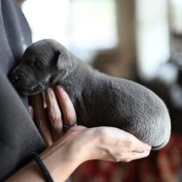 Sterling - Blue male Whippet puppy in Gentry, Arkansas from Mardel Robeson of Mulberry Hollow Whippets