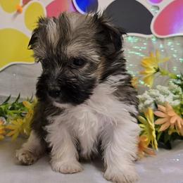Be My Valentine - Gold sable male Havanese puppy in Vinita, Oklahoma from Locust Creek Shih Tzu & Havanese