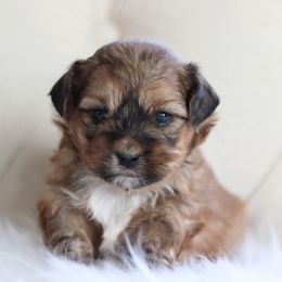 Maltipoo, Shichon, and Shihpoo Puppies from Timbercreek Puppies