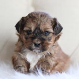 Maltipoo, Shichon, and Shihpoo Puppies from Timbercreek Puppies