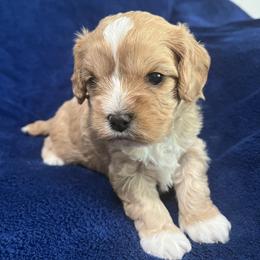 Rolly - Cream male Cavapoo puppy in Easley, South Carolina from Carolina Cavapoos