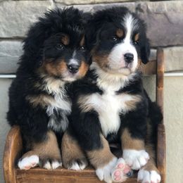 Bernese Mountain Dogs from Z&H Berners
