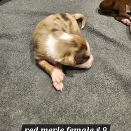 9 red merle female - Red merle male Miniature American Shepherd puppy in Placentia, California from Tru Cal Aussies