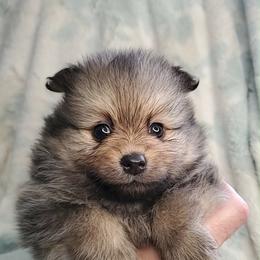 Girl 3 - Orange sable female Pomeranian puppy in Tulsa County, Oklahoma from CP Kennels