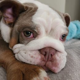 Bulldogs from Copsey's Bulldogs