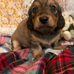 Hazel - Cream female Dachshund puppy in Mountain Home, Arkansas from Furry Friends Kennel