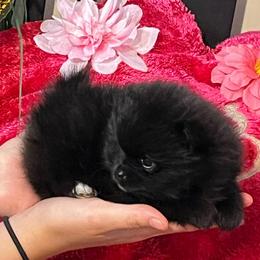 Stella - Black parti female Pomeranian puppy in Green Cove Springs, Florida from Natasha's Ark of Joy