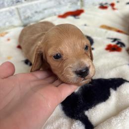 Casper - Cream male Dachshund puppy in Huntsville, Alabama from Bryant’s Miniature Dachshunds