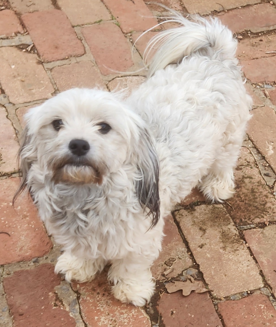 Pearl - Coton de Tulear