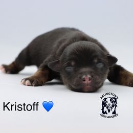 Kristoff - Black tri male Miniature Australian Shepherd puppy in Largo, Florida from Arlington's Mini Aussies