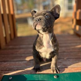 Blue - Blue French Bulldog puppy in Brandon, Mississippi from Prolific Frenchies Co.
