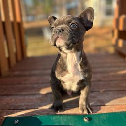Blue - Blue French Bulldog puppy in Brandon, Mississippi from Prolific Frenchies Co.