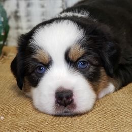 Miniature Australian Shepherd and Toy Australian Shepherd Puppies from Dugger Mountain Aussies