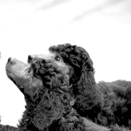 Poodle Puppies from 5-Star Poodles
