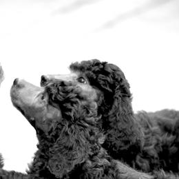 Poodle Puppies from 5-Star Poodles