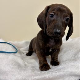 Blue Collar Boy - Brindle male Dachshund puppy in Baltimore, Maryland from Passport Dachshunds