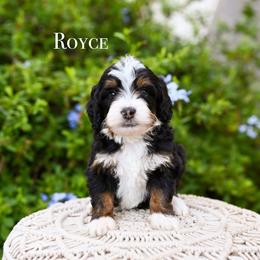 Royce - Tri-color male Bernedoodle puppy in Tucson, Arizona from Sun Valley Goldendoodles