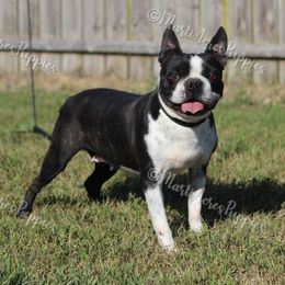 Bella - Boston Terrier