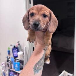 Uno - Red male Dachshund puppy in Magnolia, Texas from Little Honey’s Dachshunds