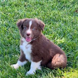 Louis - Red & white male Miniature Australian Shepherd puppy in California from Eagle River Aussies