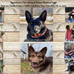 German Shepherd Puppies from StormHaven /Von Dorward German Shepherd Dogs