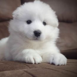 Samoyeds from OrangeLine Samoyeds
