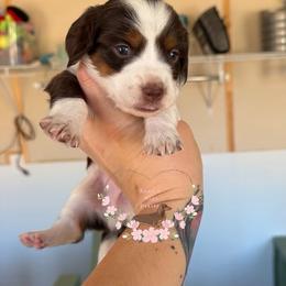 S'mores AKC - Piebald male Dachshund puppy in Pope, Mississippi from Anna’s Mini Doxies