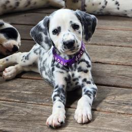 Stormy - White and black female Dalmatian puppy in Salem, Missouri from Paradise Spots Dalmatians