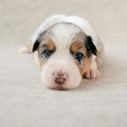 Revere - Blue merle male Australian Shepherd puppy in Aberdeen, North Carolina from Huckleberry Hill Aussies LLC.