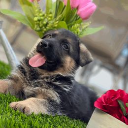 German Shepherd Puppies from Von Geesa