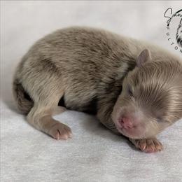Teddy - Lavender male Pomeranian puppy in Fultonville, New York from Sandy Aussies & Pomeranians
