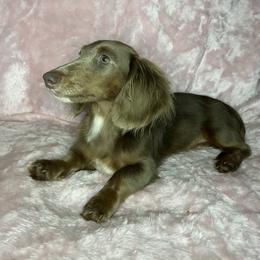 Dachshund Puppies from Ruby Rose Dachshund Dynasty