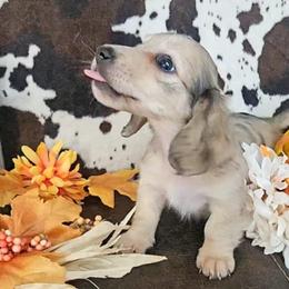 Dachshund Puppies from Buckwild Doxies