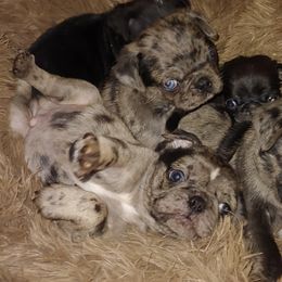 Pug Puppies from Brenda's Pugs