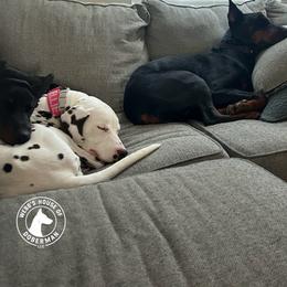 Doberman Pinscher Puppies from Webb’s House of Doberman LLC