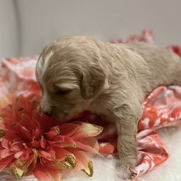 Bernedoodle, Double Doodle, and Goldendoodle Puppies from Precious Paws