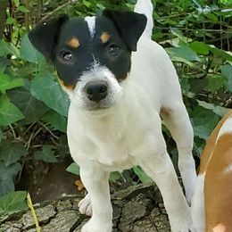 Boy 3 Chas - Tri-color male Jack Russell Terrier puppy in California from Kimberlite