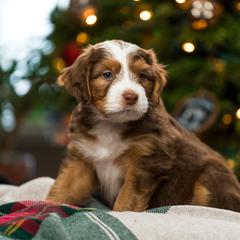 Maple - female Australian Mountain Doodle puppy in Cortez, Colorado from Sassy Pants Pups