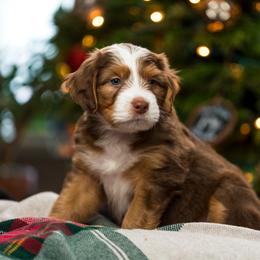Maple - female Australian Mountain Doodle puppy in Cortez, Colorado from Sassy Pants Pups