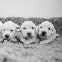 Golden Retriever Puppies from Nicholberry Goldens