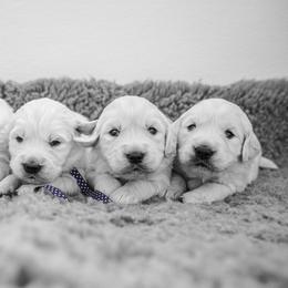 Golden Retriever Puppies from Nicholberry Goldens