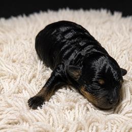 AKC-Rare Tri-Color Phantom Toy Parti Poodle - Parti male Poodle puppy in Fort Worth, Texas from Ashley Ross Toy Poodles (AKC)