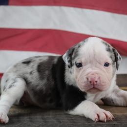 Girl 7 - female Alapaha Blue Blood Bulldog puppy in Grafton, Ohio from Eclipse Alapaha Kennels