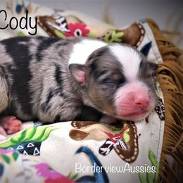 Miniature American Shepherd Puppies from Borderview Aussies